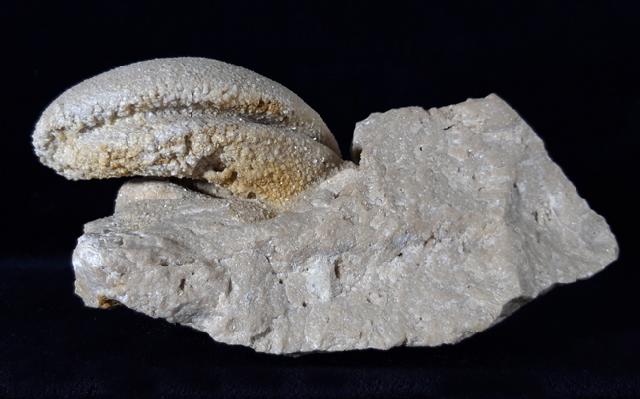 Eodiceras bavaricum (ZITTEL) - Bild © FossNet FossilienStore